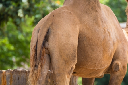 Camel ass in nature stablesの写真素材