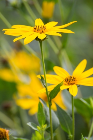 Beautiful Sunchoke or Jerusalem artichoke flowerの写真素材