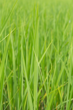 Close up of rice field backgroundの写真素材