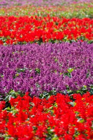 Beautiful purple and red salvia flowers backgroundの写真素材