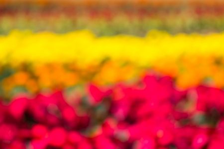 Colorful red, yellow and green bokeh backgroundの写真素材
