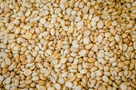 Green coffee beans dried before roastの写真素材