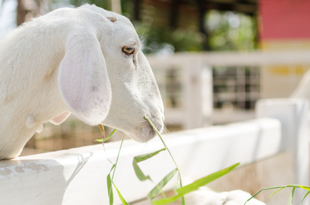 White sheep eating green grass in farmの写真素材