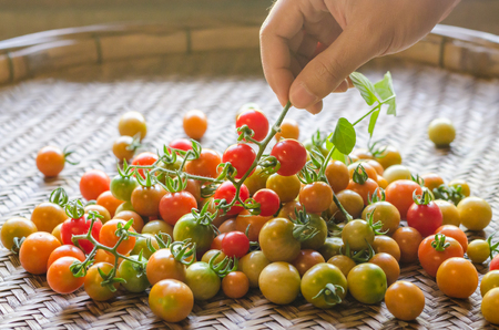 Fresh red tomatoes in human male hand and some red, yellow, green tomatos with green leaves on aged bamboo threshing basketの写真素材