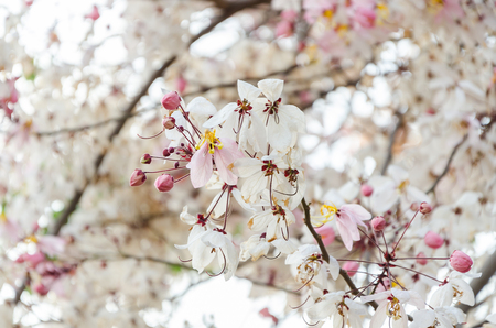 Cassia bakeriana flowers backgroundの写真素材