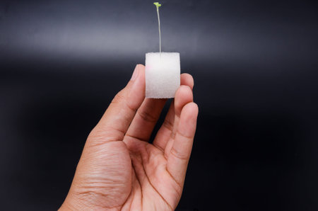 Isolated of green hydroponics sprouts in wet white sponge in human hand on black backgroundの写真素材