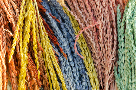 Colorful red, yellow, blue,green tinted rice ears backgroundの写真素材