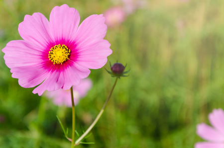 Pink cosmos in flower garden with morning sunlightの写真素材