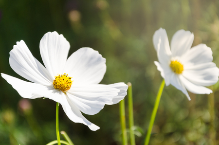 Beautiful white cosmos in flower garden with morning sunlightの写真素材