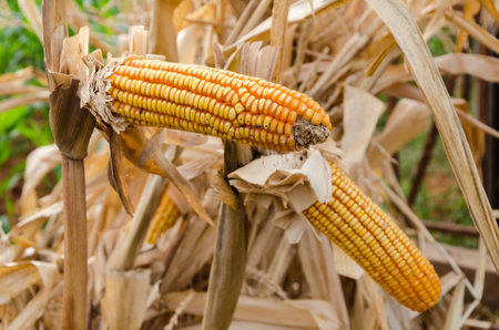 Dried corn cobs in cornfied