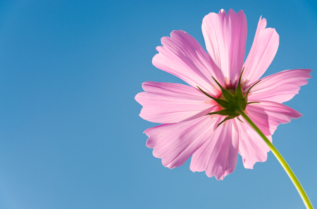 Beautiful blooming Pink Cosmos and clear blue sky background with copy spaceの写真素材