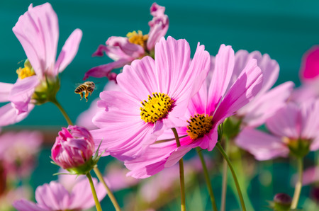 Pink cosmos and bee in flower garden on green background with sunny dayの写真素材