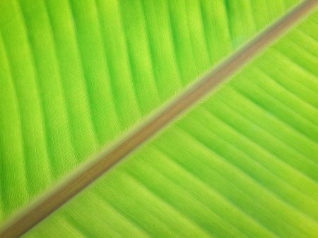 Fresh green banana leaf background with crosswise stickの写真素材