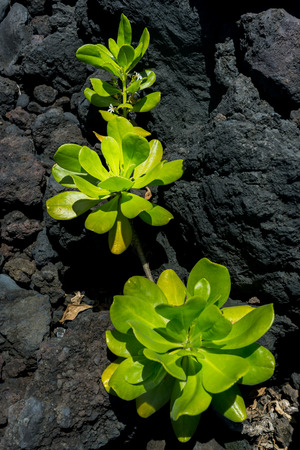 Green vegetation grow on the lava rock at Hawaii.の写真素材