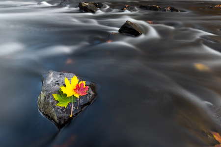 Colorful autumn leaves by the river.の写真素材