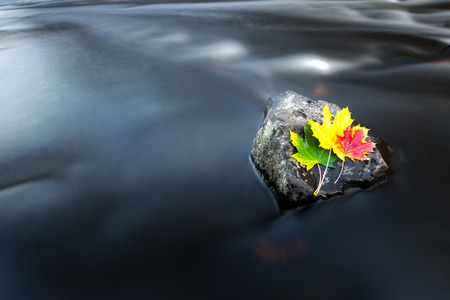 Colorful autumn leaves by the river.の写真素材