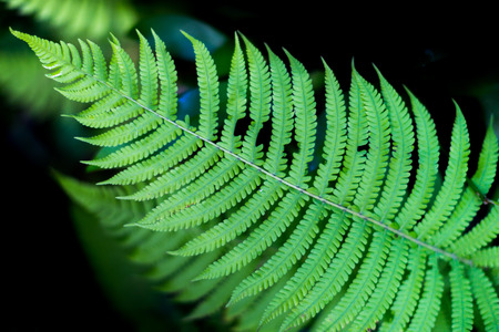 Green fern leaf with a beautiful pattern.の写真素材