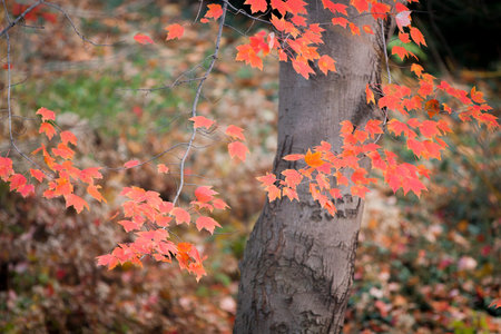 Colorful autumn leaves in Central Park, New York City.