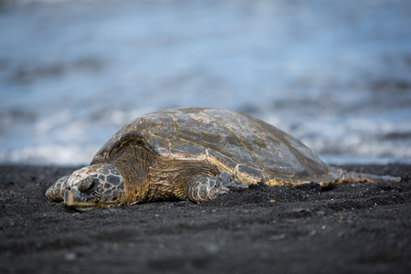 Green sea turtle on black sand beach in Hawaii Big islandの写真素材