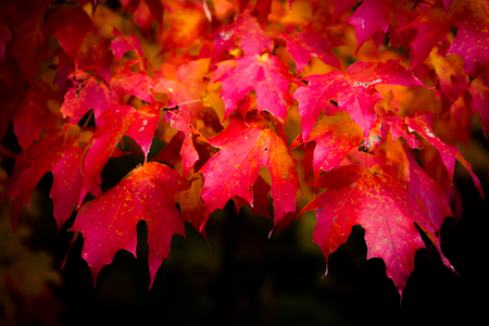 Red leaves autumn fall foliageの写真素材