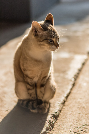 cat in warm sunriseの写真素材