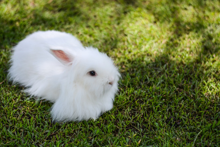 Rabbit on the grassの写真素材