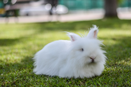 Rabbit on the grass 2の写真素材