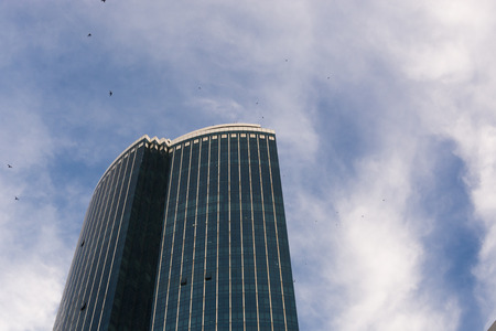 Skyscrapers and birds in the city.の写真素材