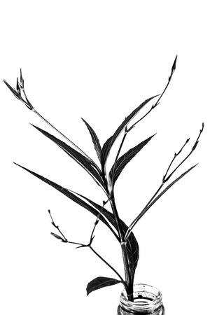 Black and white tree with white background. In glass bottlesの写真素材
