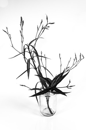 Black tree branch in a glass jar on a white background.の写真素材