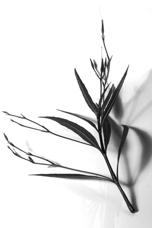 Shadows of tree branch on a white background.の写真素材