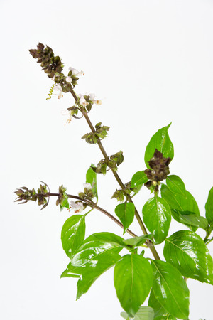 The herb is grown primarily in northeastern Africa and southern Asia for its strong fragrant lemon scent, and is used in cooking.の写真素材