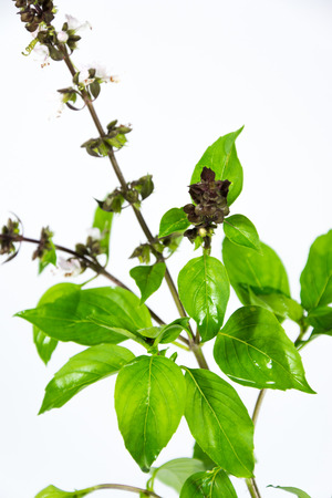 The herb is grown primarily in northeastern Africa and southern Asia for its strong fragrant lemon scent, and is used in cooking.の写真素材