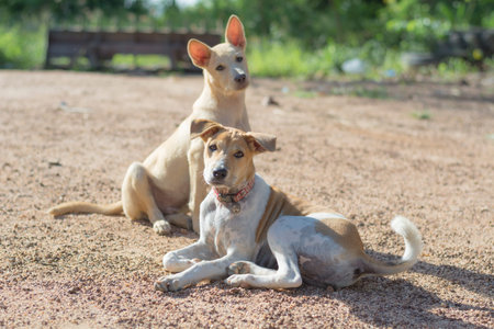 dogs in rural village staring at camera