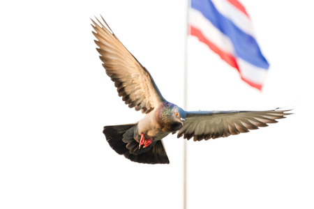 Columbidae is flying in the airの写真素材