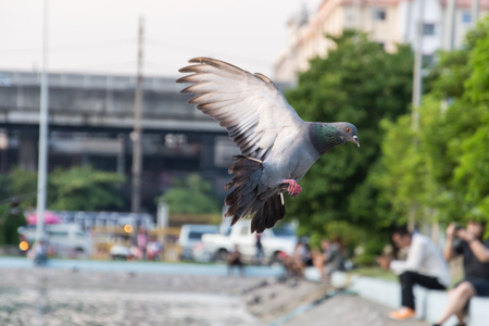 Columbidae is flying in the airの写真素材