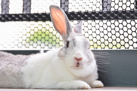(Eye focus)Rabbit looking at the camera is shooting.の写真素材