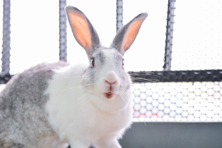 (Nose focus)Rabbit looking at the camera is shooting.の写真素材