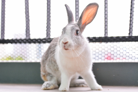 (Nose focus)Rabbit looking at the camera is shooting.の写真素材