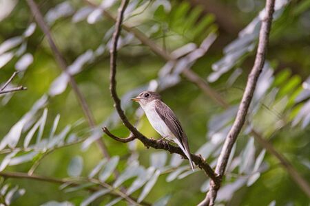 The Asian brown flycatcher Muscicapa dauurica is a small passerine bird in the flycatcher family Muscicapidae. The word Muscicapa comes from the Latin musca, a fly and capere, to catch. The specific dauurica refers to Dauria, an area of south-eastern Siberia named after a local nomadic tribe.の写真素材