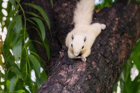 White squirrels on the tree founded in squirrels zone, Wachirabenchathat Park (BKK,Thailand) where people can play with them.の写真素材