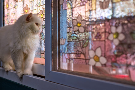 Young cute cat standing on a window. The Scottish Fold  long-haired pedigreed kitten.