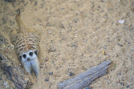 Adorable and furry meerkats rolling around and playing in the sand.の写真素材