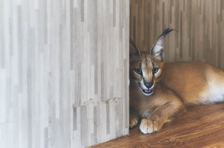 Caracal sitting in the corner of the room, African lynx. Beautiful wild cat in nature habitat,...