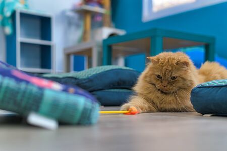 Young cute cat resting on wooden floor. The Persian Fold  long-haired pedigreed kitten.の写真素材