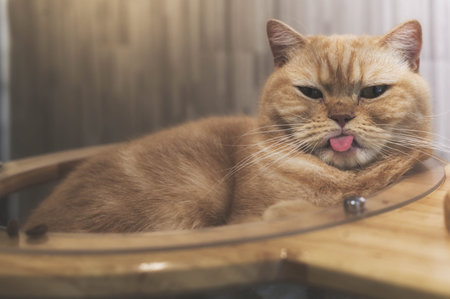 lovely cute cat look  sleepy
