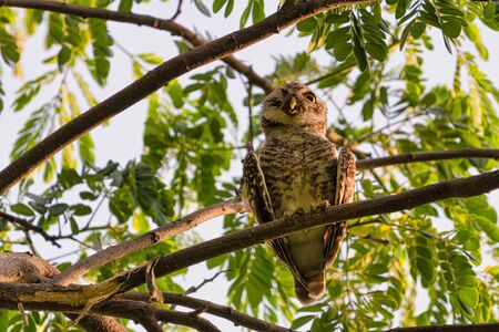 The birds that live as families are located  in the hollows of trees with a white background.Spotted owlet are natural wildlife. Resident of open habitats including farmland and human habitation.の写真素材