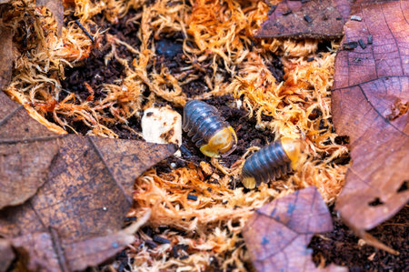 Cubaris sp. Rubber ducky. Isopod  crawls on dry leaves
