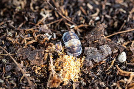 Cubaris sp. Cappuccino. Isopod eating foods