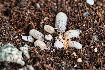 Armadillidium vulgare sp. Magic Potion. Isopod eating foodsの写真素材